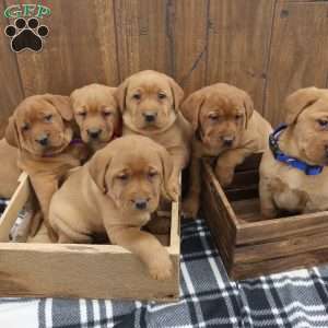Spruce, Fox Red Labrador Retriever Puppy